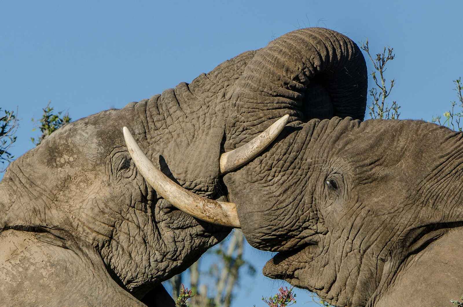 Great Fish River Lodge: Elefantenbullen Great Fish River Lodge: Elefantenbullen