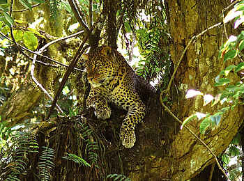 Hatari Lodge: Leopard im Baum