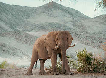 Hoanib Elephant Camp: Elefant vor Bergkulisse