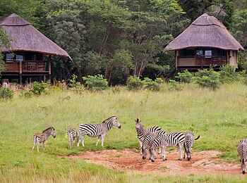 Ivory Lodge: Zebras Ivory Lodge: Zebras