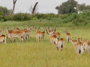 Kanana-Nyana-Camp: Antilopen