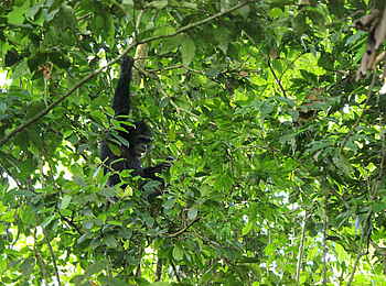 Kasenyi Safari Camp: Schimpanse im Geäst
