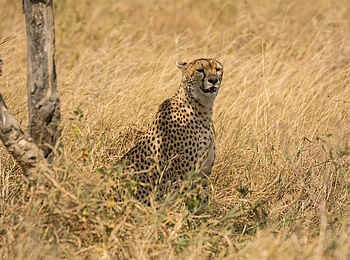 Lemala Mara Tented Camp: Gepard