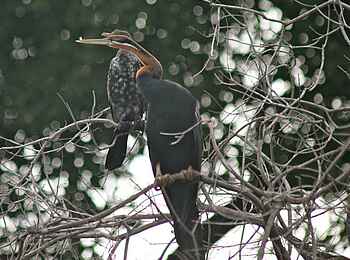Lianshulu Lodge: Afrikanischer Schlangenhalsvogel Lianshulu Lodge: Afrikanischer Schlangenhalsvogel
