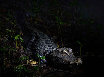 Loango Savannah Camp: Krokodil