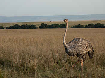 Mara Expedition Camp: Ein Vogel Strauß