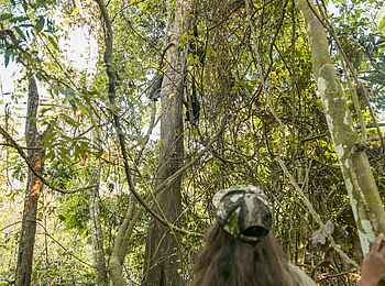 Mbali Mbali Mahale Lodge: Schimpansen-Trekking