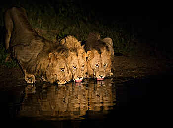 Motswari Game Lodge: Löwen bei Nacht