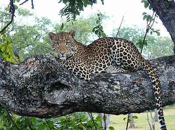 Norman Carr Safaris: Leopard im Baum