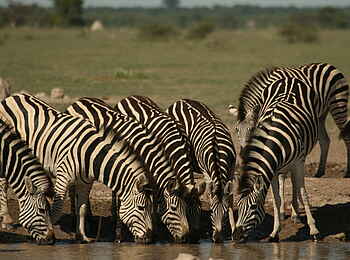 Nxai Pan Camp: Trinende Zebras
