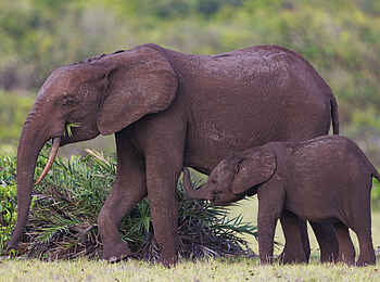 Nyanga Lodge: Mutter mit Kalb