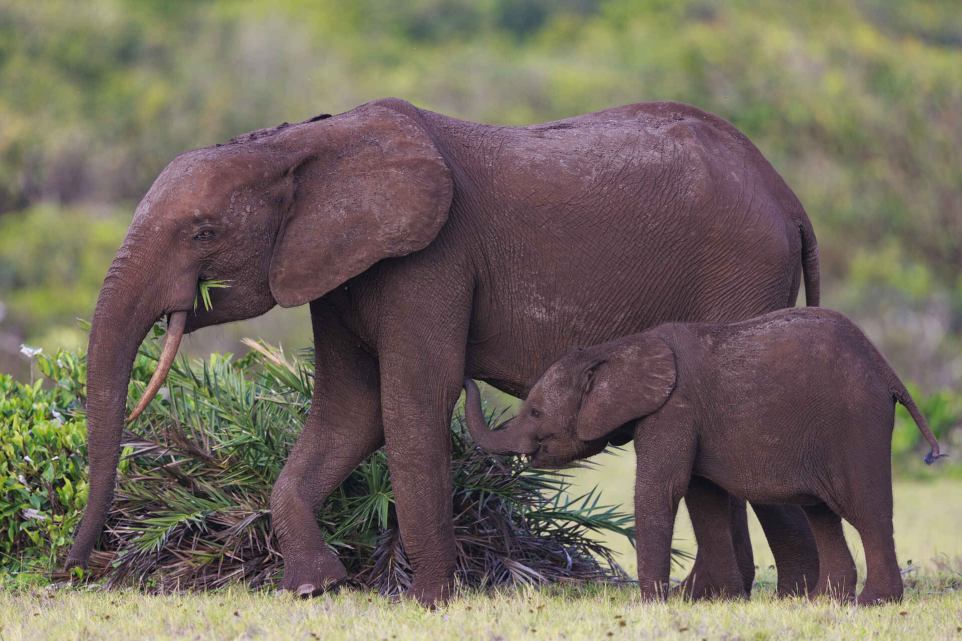 Nyanga Lodge: Mutter mit Kalb