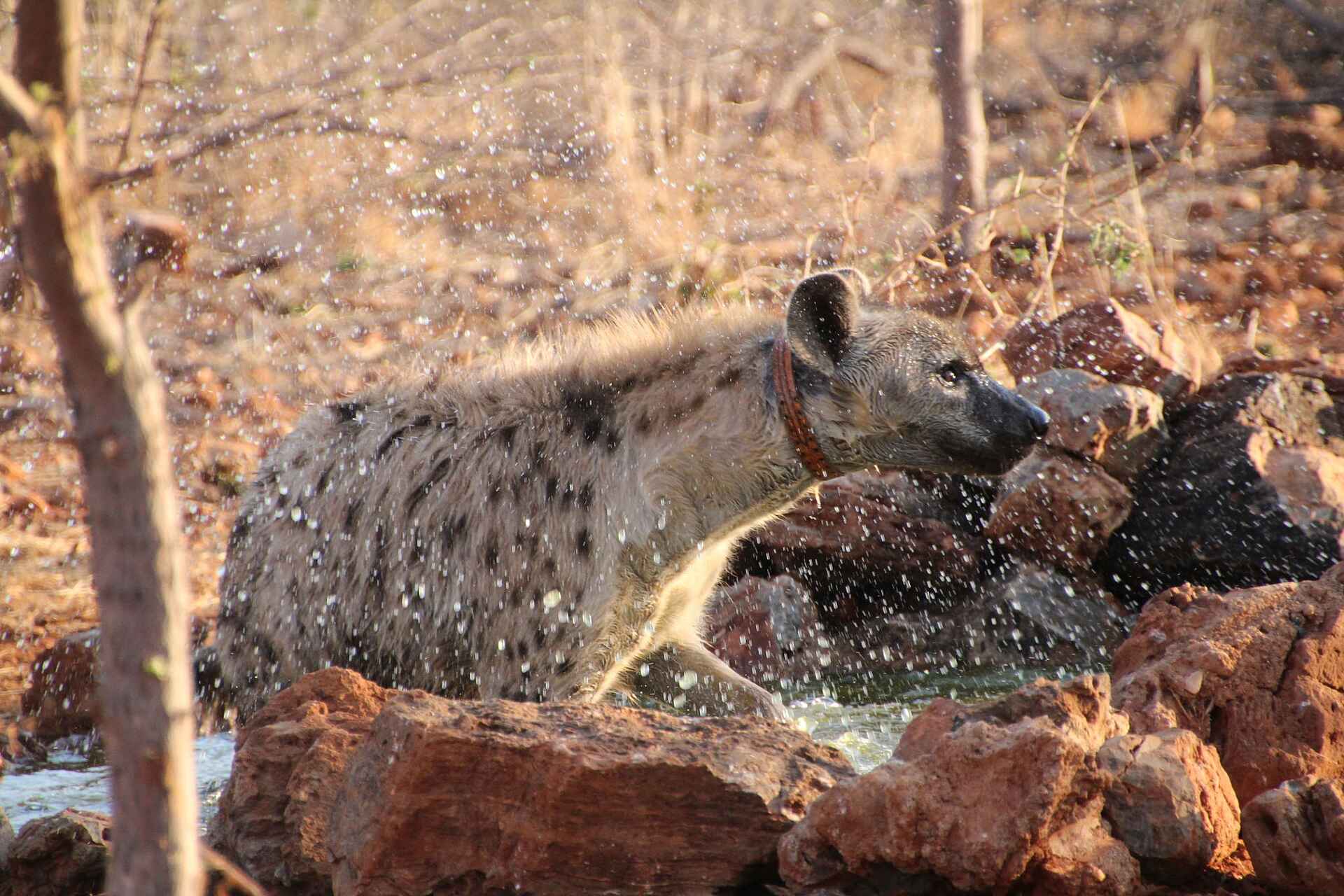 Etosha National Park, Okutala African Quest, Okutala Lodge, Xplorer Experience, Hyäne, Afrikarma, Afrikarma Safaris, Afrikarma Safaris – Wildnis. Hautnah., afrikarma.de