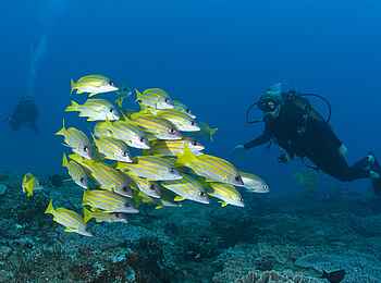 Rocktail Beach Camp: Fische und Taucher