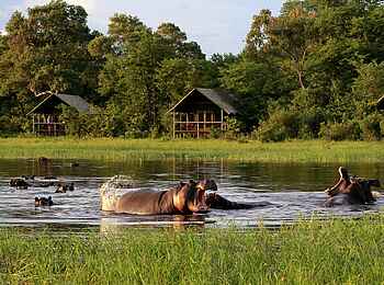 Sable Alley Camp: Nilpferde vor den Unterkünften