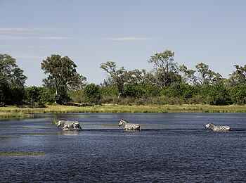 Savuti Camp: Watende Zebras