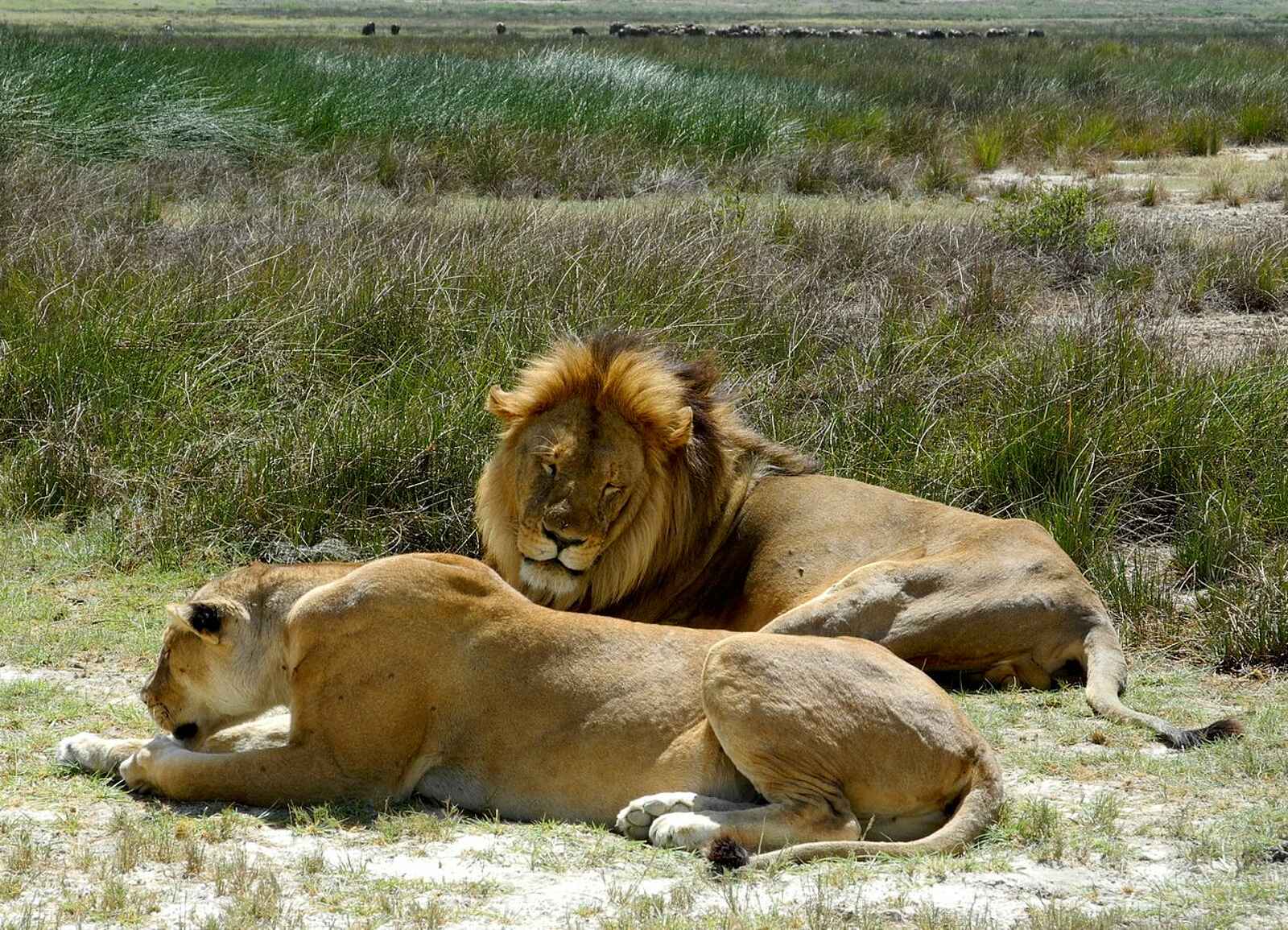 Serian Serengeti South: Löwenpärchen Serian Serengeti South: Löwenpärchen