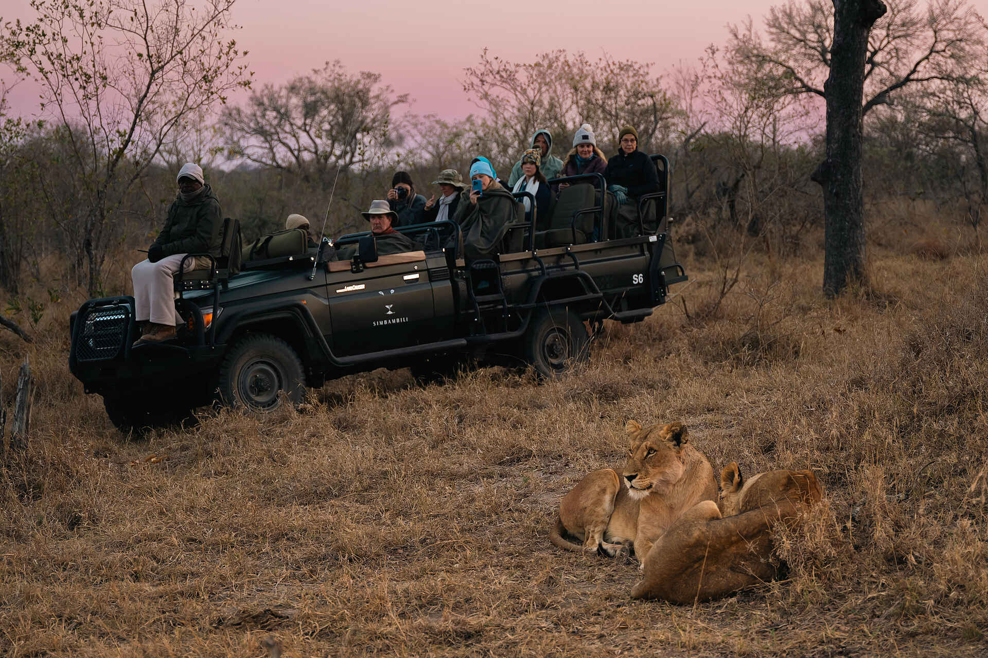 Simbambili Game Lodge: Löwen