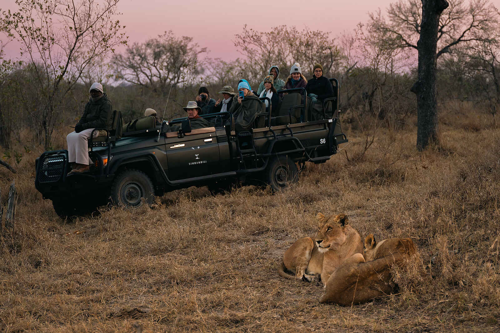 Simbambili Game Lodge: Löwen Simbambili Game Lodge: Löwen