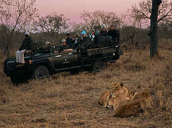 Simbambili Game Lodge: Löwen