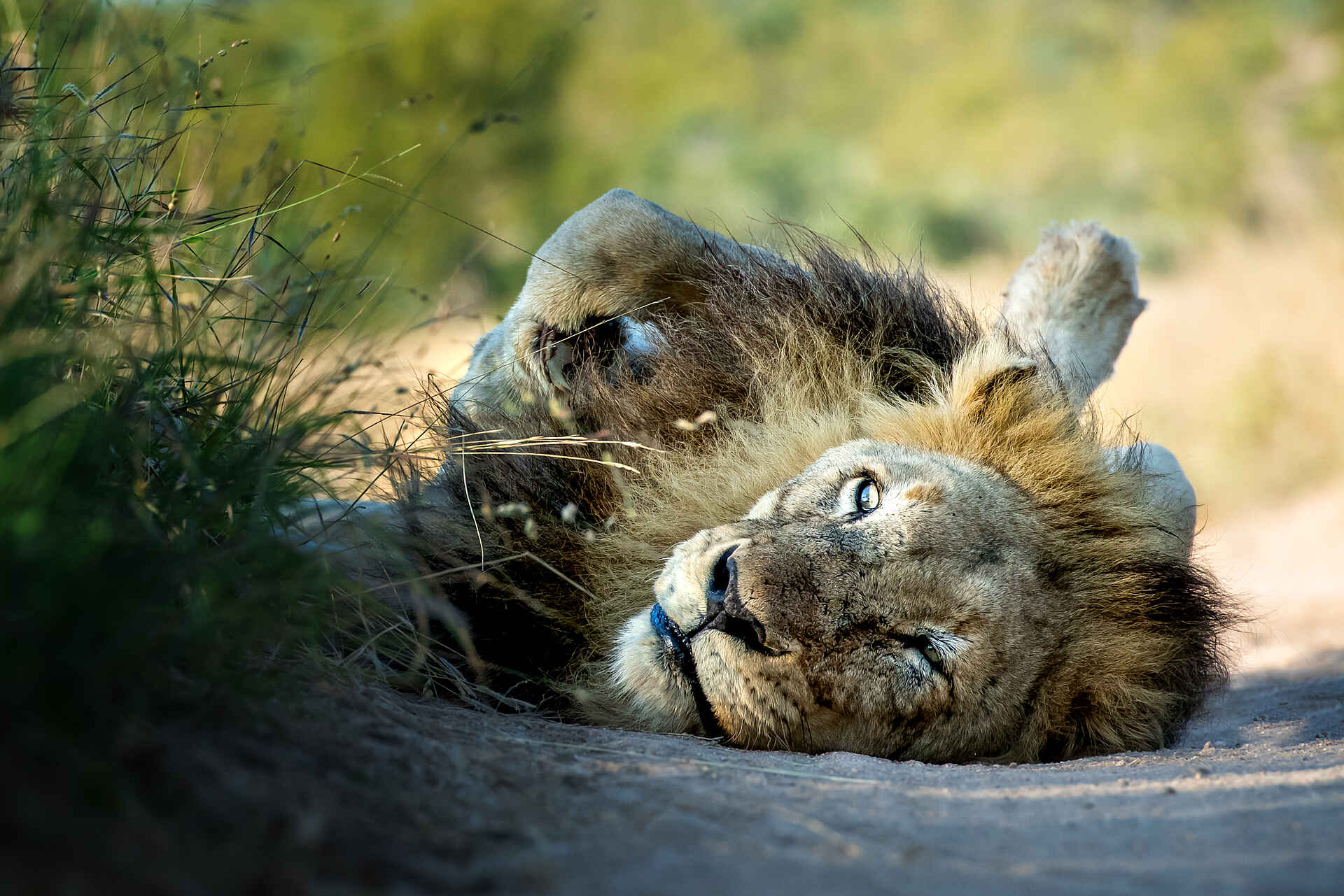 Singita Elela Luxury Lodge: Ein Löwe