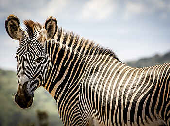 Sirikoi: Zebra