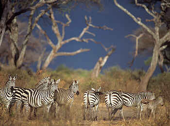 Tarangire Safari Lodge: Zebras Tarangire Safari Lodge: Zebras