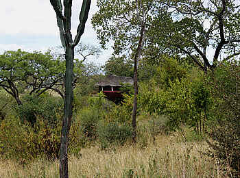 Tarangire Treetops: Versteckt im Busch