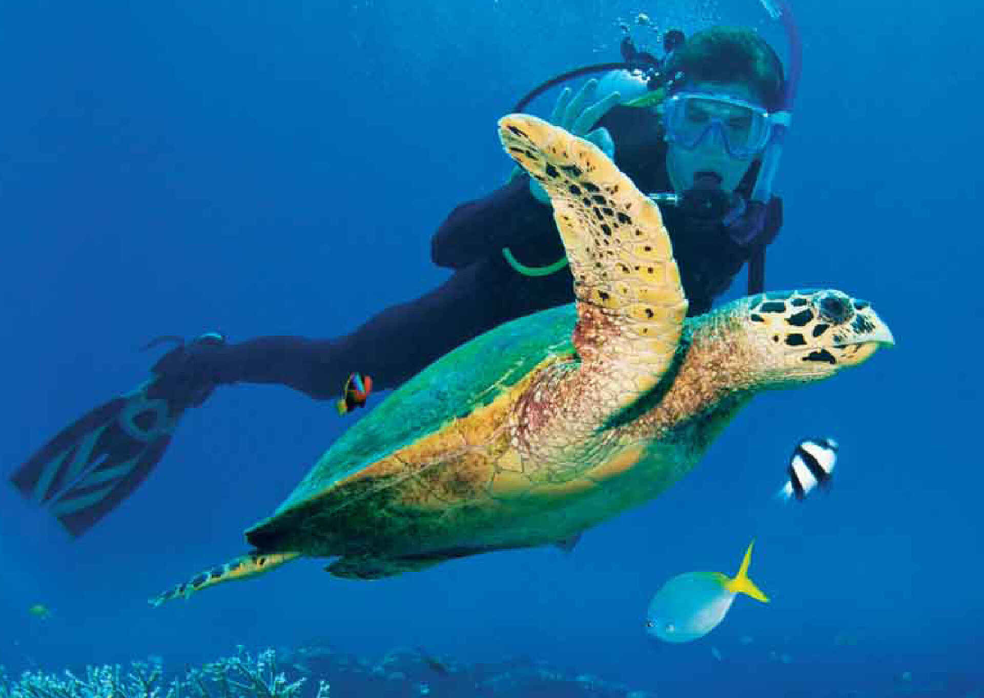 Vamizi Island: Tauchen mit Schildkröten &Beyond, Mosambik, Vamizi Island, meer, schildkröten, tauchen, afrikarma, afrikarma safaris, afrikarma safaris - wildnis. hautnah, afrikarma.de