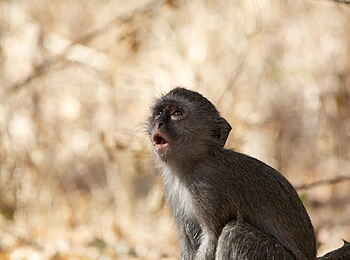 Victoria Falls River Lodge: Grünmeerkatze