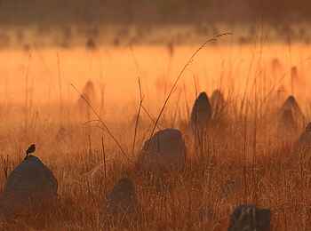 Wasa Lodge: Termitenhügel