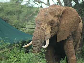 Wayo Banagi Green Camp: Elefant Wayo Banagi Green Camp: Elefant