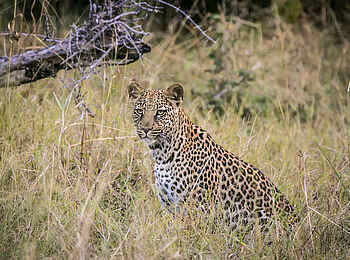 Bushman Plains Camp: Leopard Bushman Plains Camp: Leopard