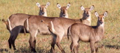 Gorongosa