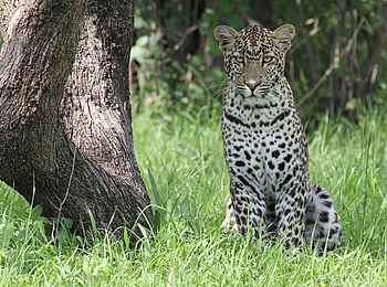 Legendary Mwiba Lodge: Aufmerksamer Leopard Legendary Mwiba Lodge: Aufmerksamer Leopard