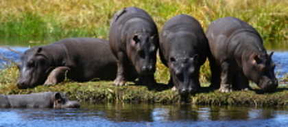 Mana Pools