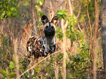 Ntemwa Busanga Bushcamp: Aufmerksamer Wildhund