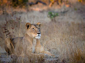 Ntemwa Busanga Bushcamp: Löwendame im Busch