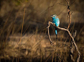 Ntemwa Busanga Bushcamp: Perching Racket-tailed Roller