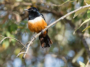 Basecamp Adventure: Bunte Vogelwelt Basecamp Adventure: Bunte Vogelwelt