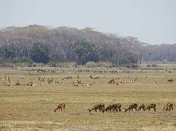 Busanga Bush Camp: Antilopen auf den Busanga-Ebenen Busanga Bush Camp: Antilopen auf den Busanga-Ebenen