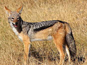 Camelthorn Lodge: Schabrackenschakal Camelthorn Lodge: Schabrackenschakal