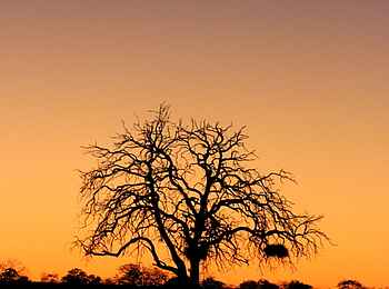 Camp Hwange: Landschaft im Sonnenuntergang