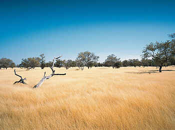 Camp Kalahari: Graslandschaft