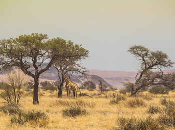 Desert Homestead Outpost: Giraffensichtung
