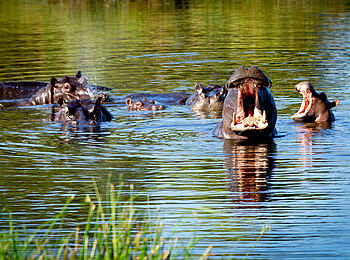 Duba Explorers Camp: Flusspferde