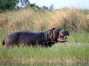 Duke´s Camp: Nilpferd