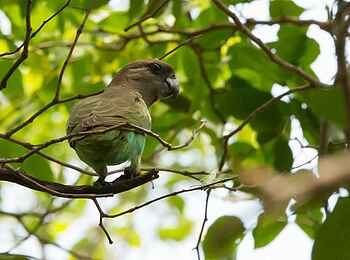 KaingU Safari Lodge: Meyer's parrot
