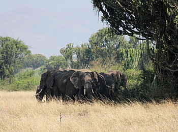 Kasenyi Safari Camp: Elefantenherde