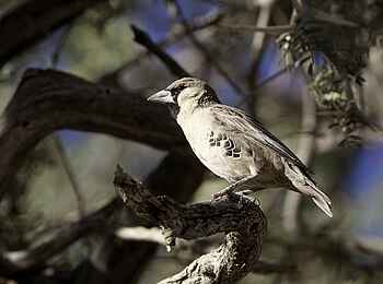 Kulala Desert Lodge: Siedelweber